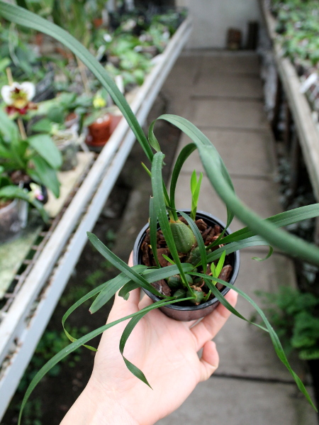 Maxillaria chrysantha.JPG