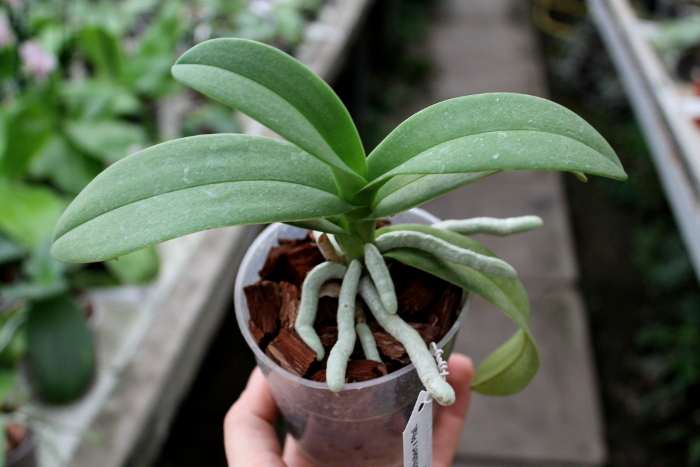 Doritaenopsis Kenneth Schubert x Phalaenopsis bellina blue.JPG