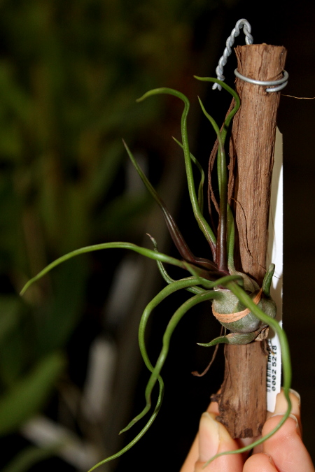 Tillandsia bulbosa.JPG