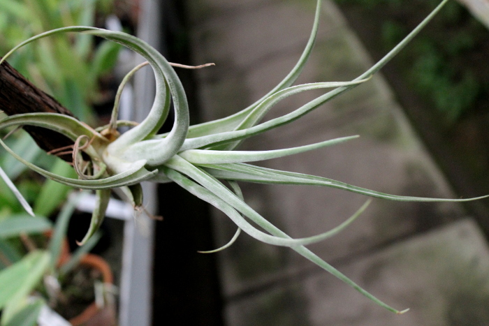 Tillandsia paucifolia Guatemala.JPG