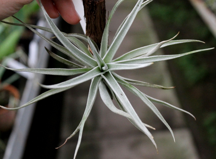 Tillandsia brachycaulos (white form).JPG