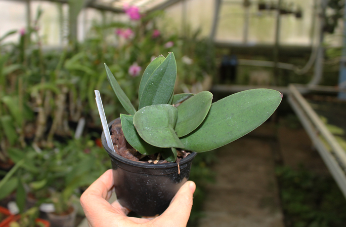 Oncidium nanum.jpg