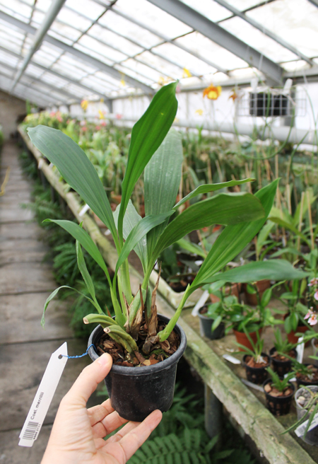 Coelogyne merrillii.jpg