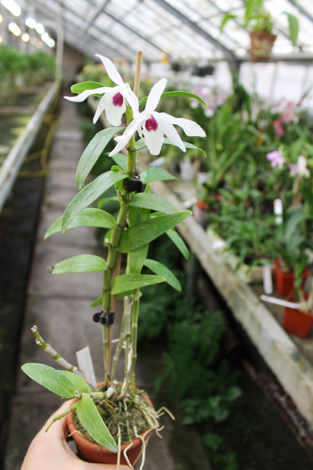 Dendrobium Cassiope.jpg