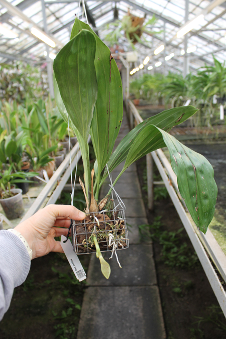 Stanhopea candida.jpg