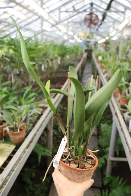 Cattleya Gertrude Hausermann.jpg