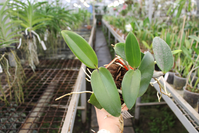 Cattleya Walkerinter coerulea.jpg