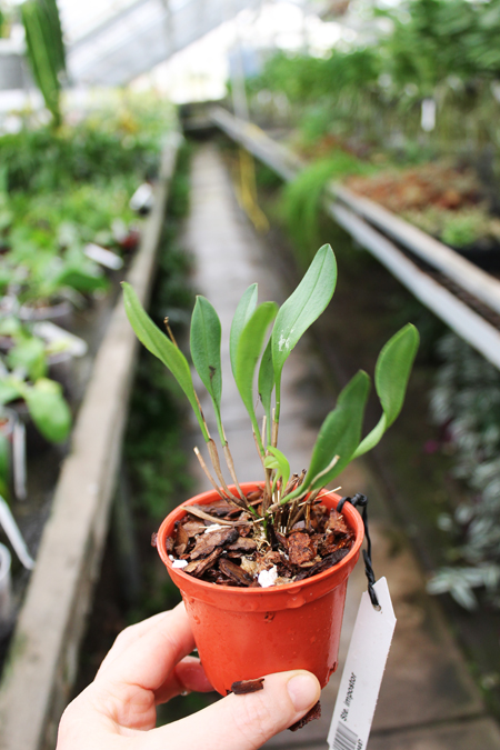 Stelis impostor.jpg