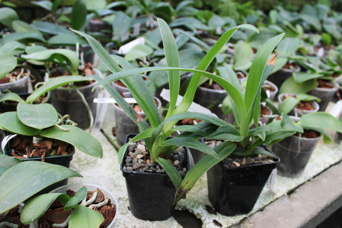 Phragmipedium Memory Dick Clements (besseae x sargentianum).jpg