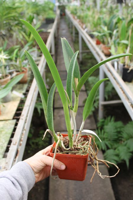 Brassavola fragrans x Laeliocattleya Elizabeth Hearn.jpg