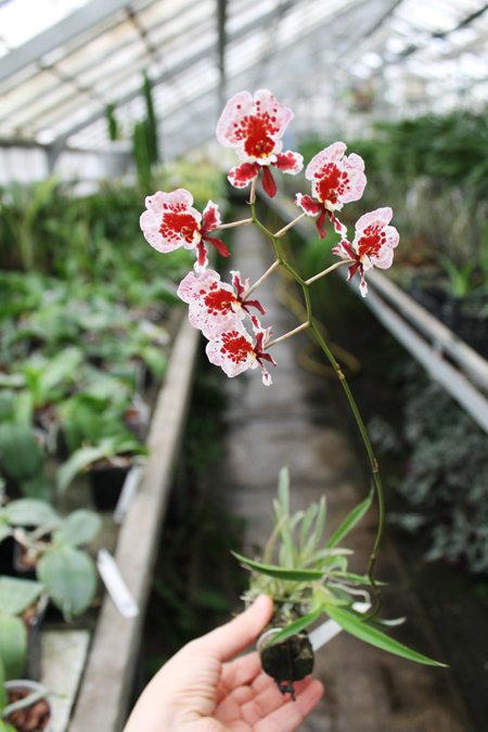 Oncidium (Tolumnia) hybrids.jpg