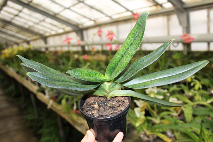 Paphiopedilum In Charm Handel (hangianum x delenatii).jpg