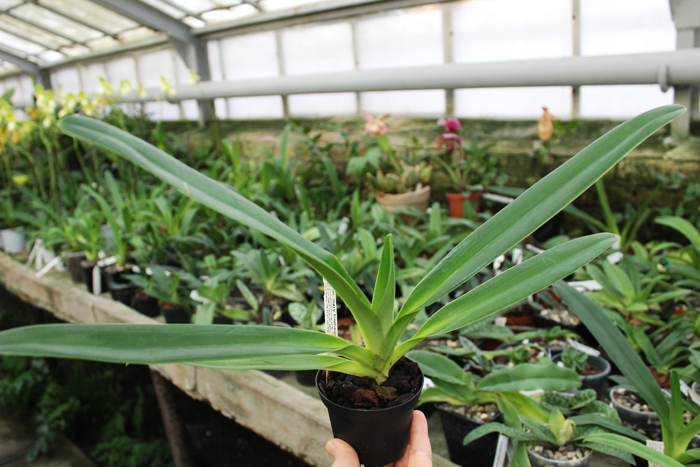 Paphiopedilum Gary Romagna.jpg