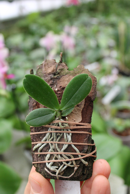 Aerangis modesta.jpg