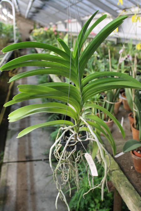 Vanda Somsri Blue Classic.jpg