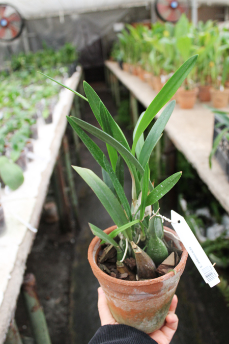 Encyclia adenocaula.jpg