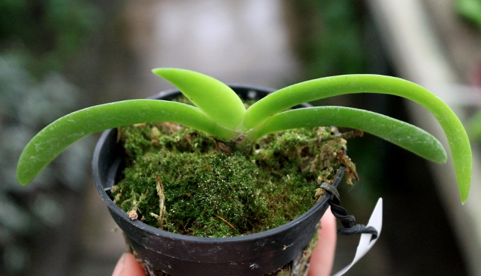 Angraecum leonis.JPG