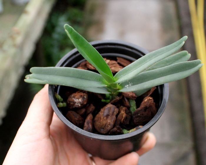 Angraecum elephantinum.JPG