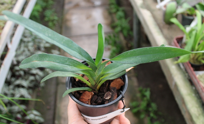 Angraecum sesquipedale.JPG