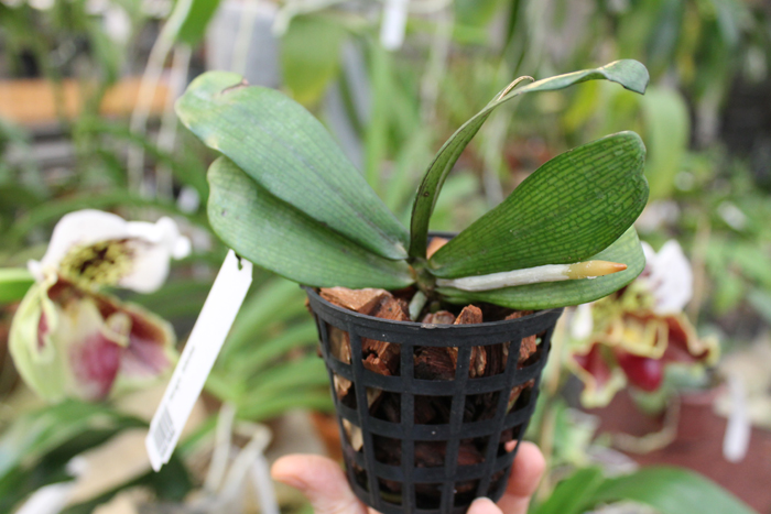 Aerangis biloba.jpg