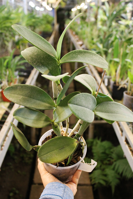 Cattleya violacea.jpg