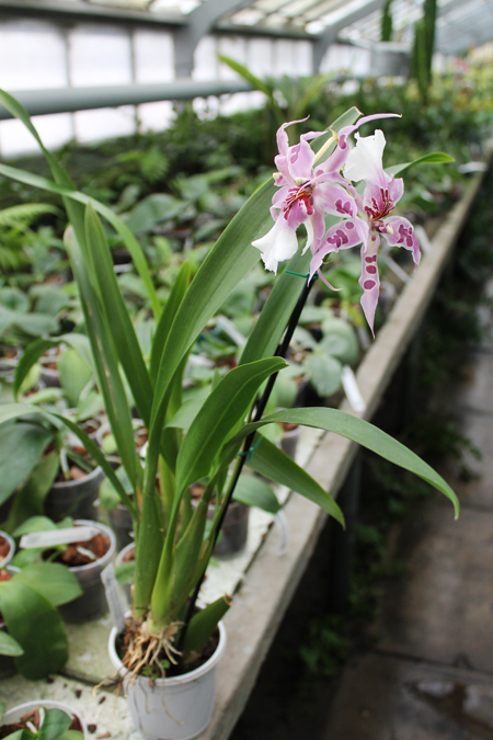 Beallara Peggy Ruth Carpenter 'Morning Joy'.jpg