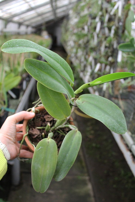 Cattleya warneri alba 'Alvinha' x Laelia praestans alba.jpg