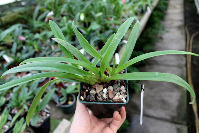 Paphiopedilum hirsutissimum var. esquirolei.JPG