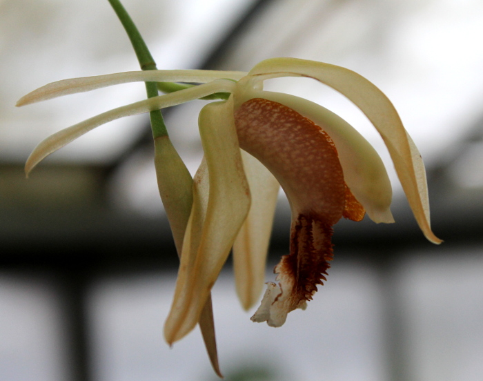 Coelogyne speciosa.JPG