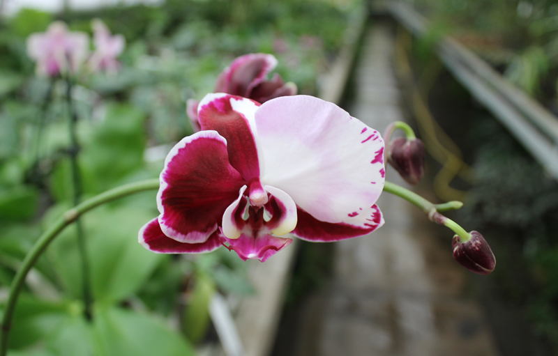 Phalaenopsis hybrid.jpg