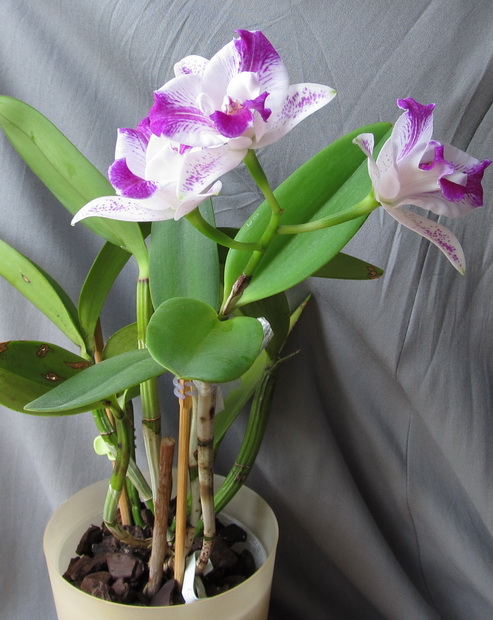 C. luteola 'ORCHIS'