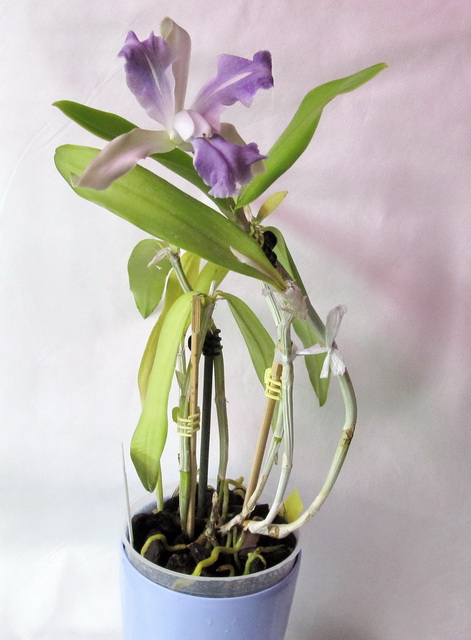 Cattleya Batalinii 'Coerulea'(C. intermedia coerulea x C. bicolor coerulea)
