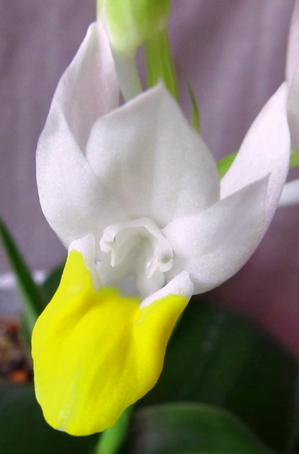 Pecteilis sagarikii