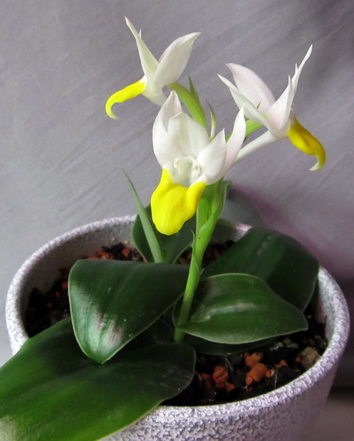 Pecteilis sagarikii