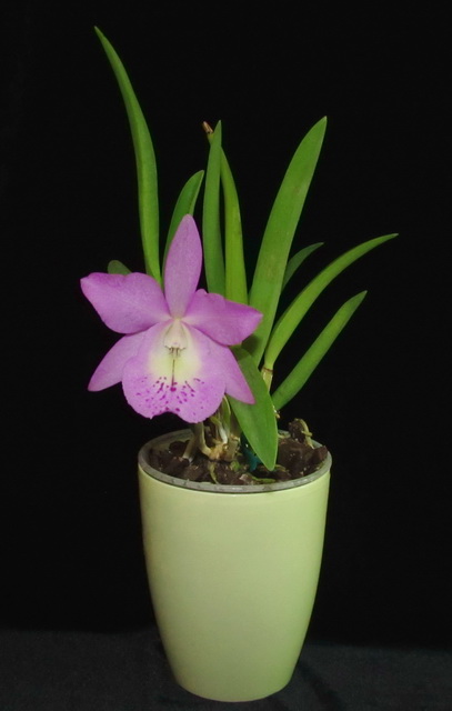 Bc. Little Marmaid 'Jane' (C. walkeriana x Bc. Maikai)
