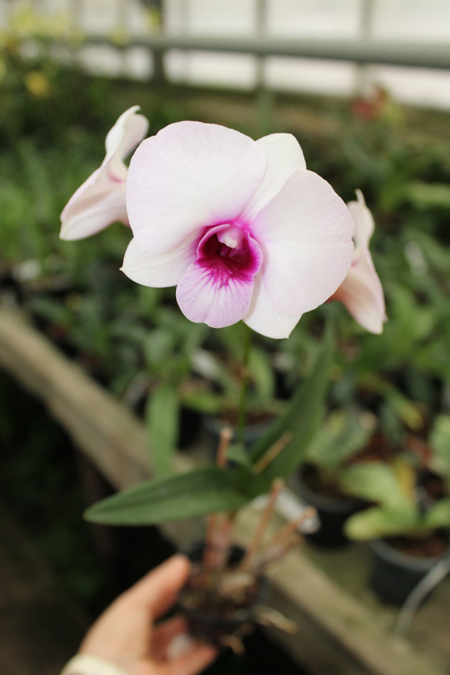 Dendrobium Chao Praya Gem.jpg