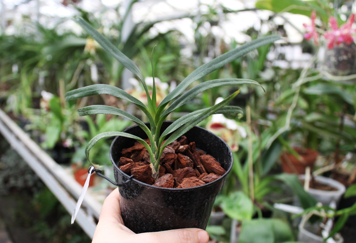 Angraecum viguieri.jpg