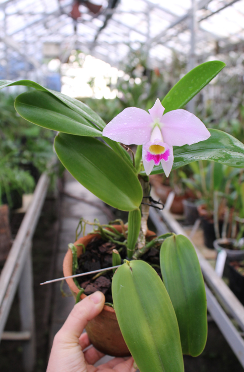Cattleya warneri semi alba 'Geneva' x Laelia praestans alba.jpg