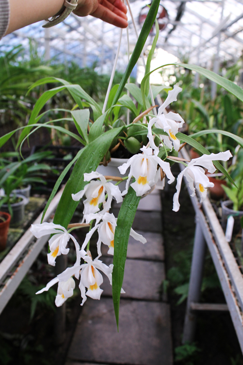 Coelogyne cristata.jpg