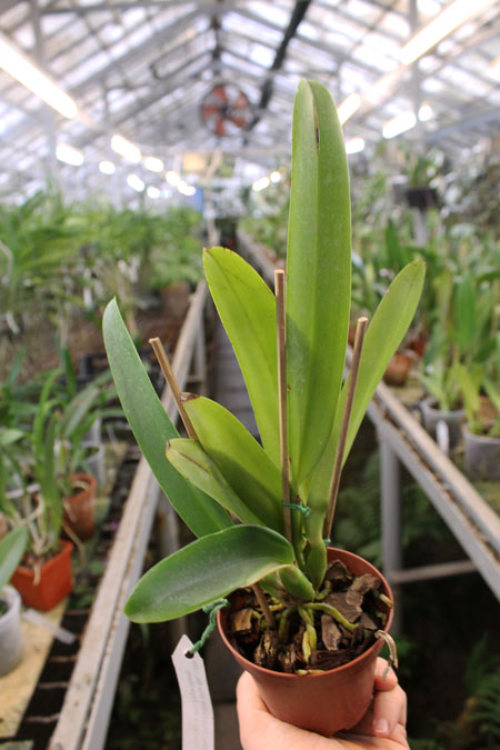 Brassolaeliocattleya Muscadine Wine.jpg