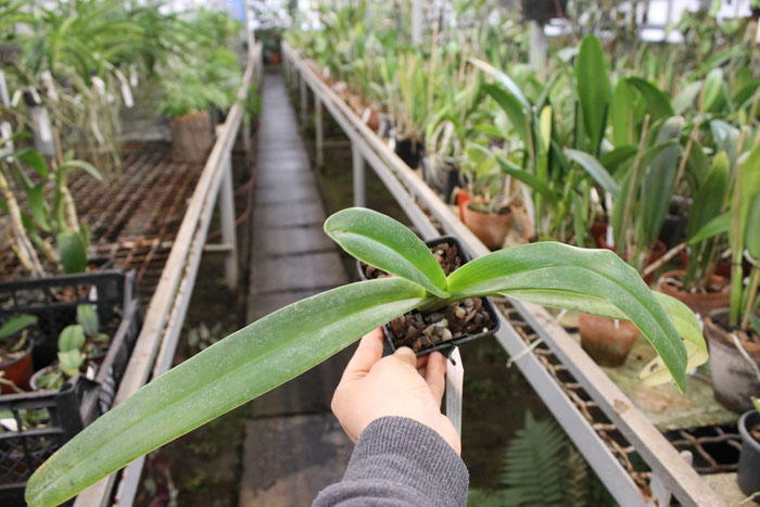 Paphiopedilum Michael Koopowitz 'In-Charm' x Paphiopedilum Prince Edward of York 'In-Charm'.jpg