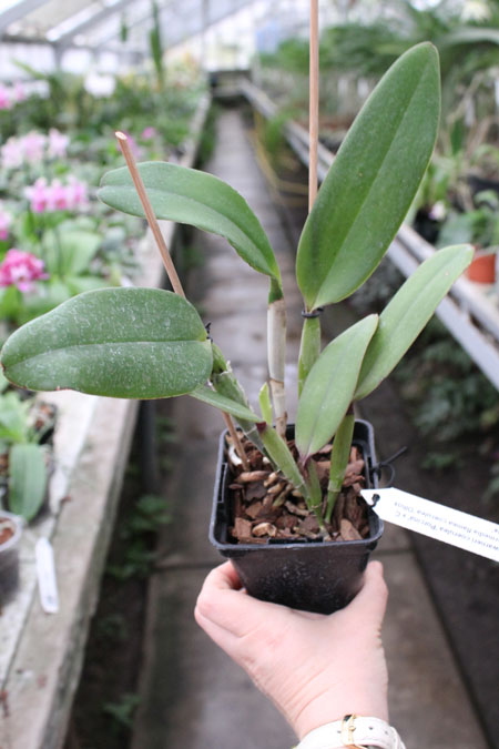 Cattleya warneri coerulea 'Porcina' x Cattleya intermedia flamea coerulea 'Olhos Azuis'.jpg