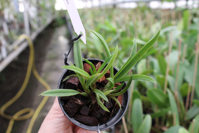 Oncidium (Tolumnia) Midas.jpg