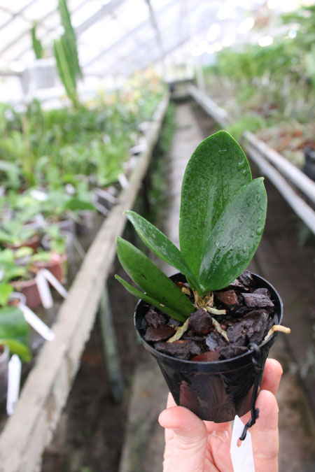 Oncidium nanum.jpg