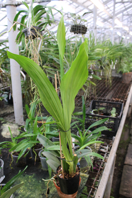 Lycaste Kibune.jpg