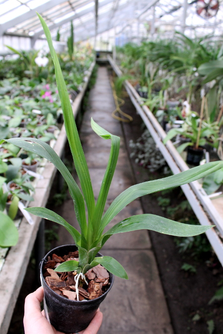 Huntleya burtii.JPG