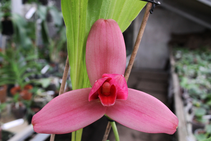 Lycaste Fire Bird.jpg