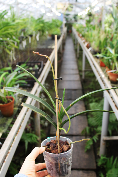 Renanthera matutina3.jpg