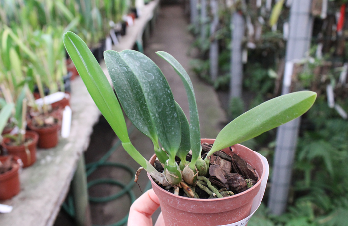 Laelia alaori x praestans.jpg