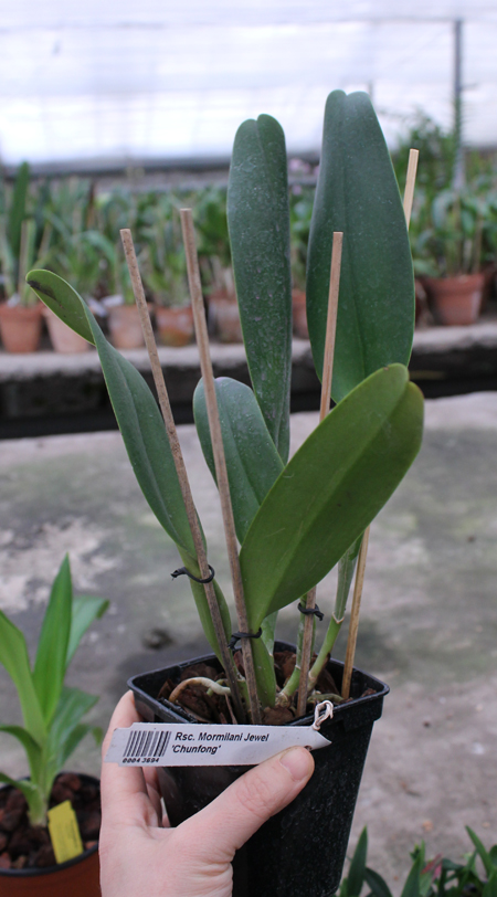 Rhynchosophrocattleya Mormilani Jewel 'Chunfong'.jpg